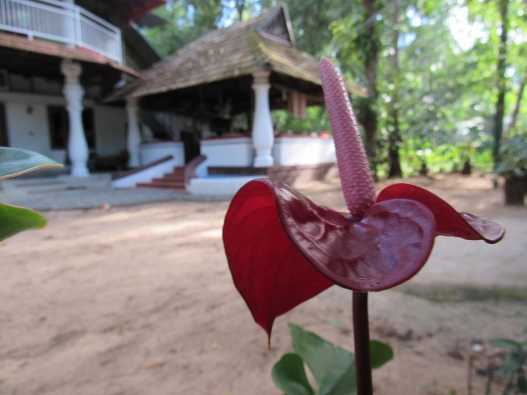 Marari Dreamz Villa Alappuzha Luaran gambar